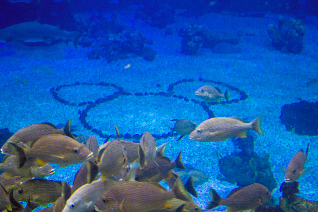 Le restaurant Coral Reef à Walt Disney World – Le monde de Disney