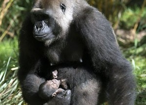 bebe-gorille