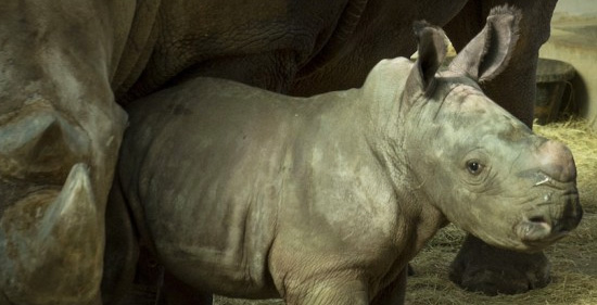 bebe-rhino