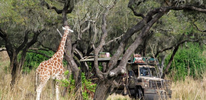 Un safari privé au Disney’s Animal Kingdom, Savor the Savanna:Evening Safari Experience