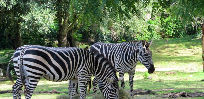 Galerie de photos de l’attraction Kilimanjaro Safaris à Disney’s Animal Kingdom