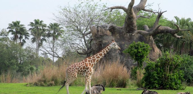 Le Kilimanjaro Safaris de Disney&rsquo;s Animal Kingdom