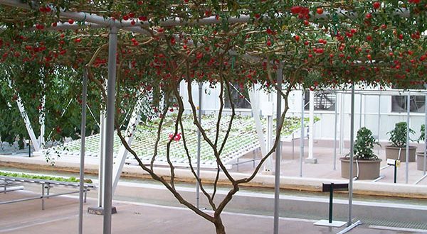 Record du monde au parc Epcot à Disney réalisé par un plant de tomates