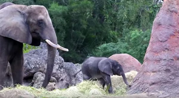 Un bébé éléphant est né au parc Disney’s Animal Kingdom