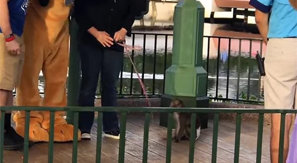 Insolite : une femme se balade avec un singe à Epcot