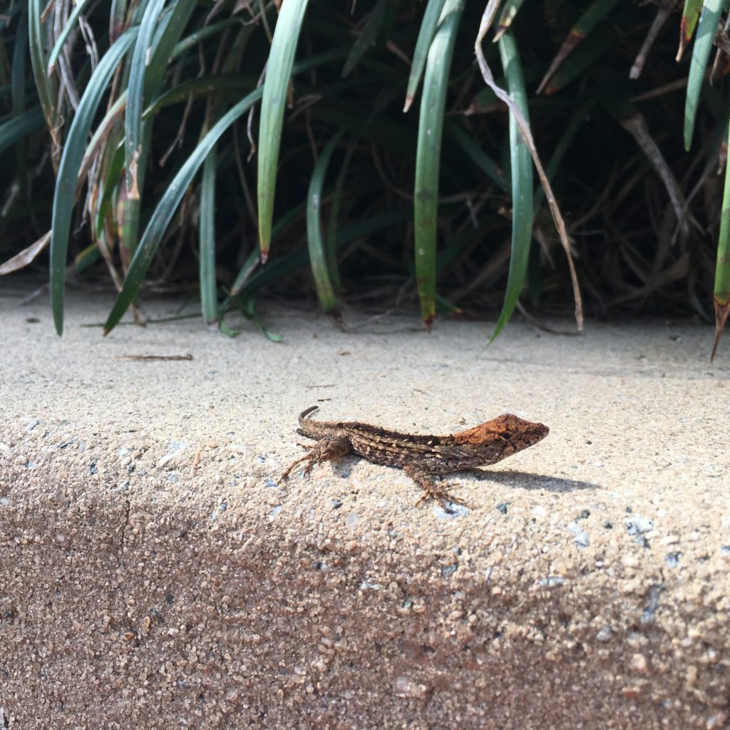 Moustiques Lezard Serpents Coquerelles Alligators Et Encore Plus A Walt Disney World Le Monde De Disney