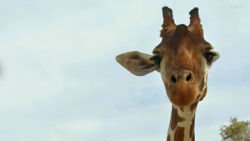 Découvrez comment les gardiens d’Animal Kingdom interagissent avec les animaux