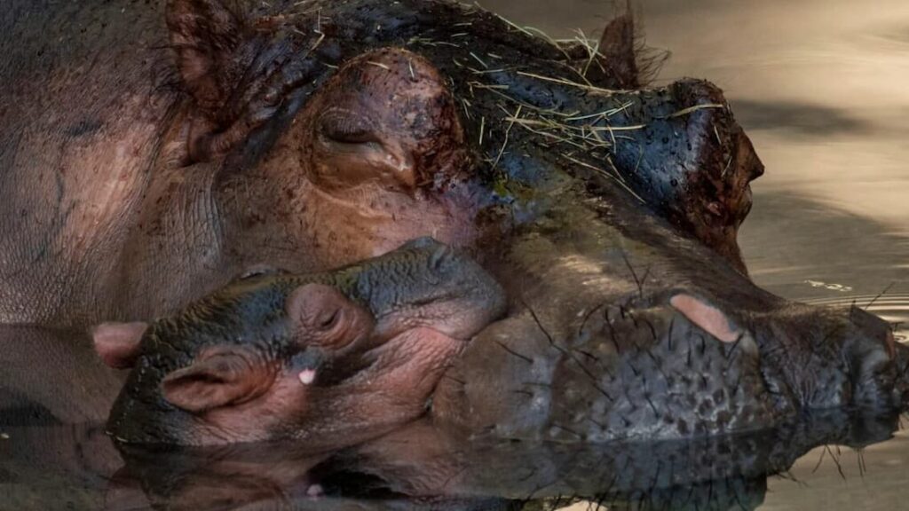 Bebe Hippopotame Trop Mignon Ne Le 12 Juillet 21 Au Parc Disney S Animal Kingdom Le Monde De Disney