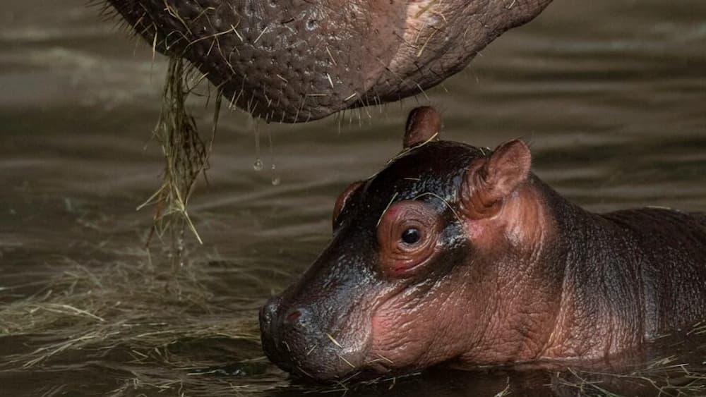 Bebe Hippopotame Trop Mignon Ne Le 12 Juillet 21 Au Parc Disney S Animal Kingdom Le Monde De Disney