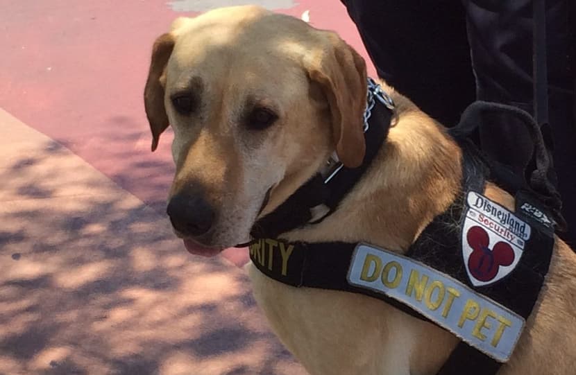 Comment Disney protège les visiteurs d’une potentielle tragédie