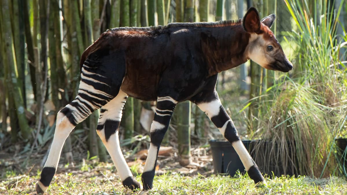 Nouveau bébé Okapi au Disney’s Animal Kingdom Lodge