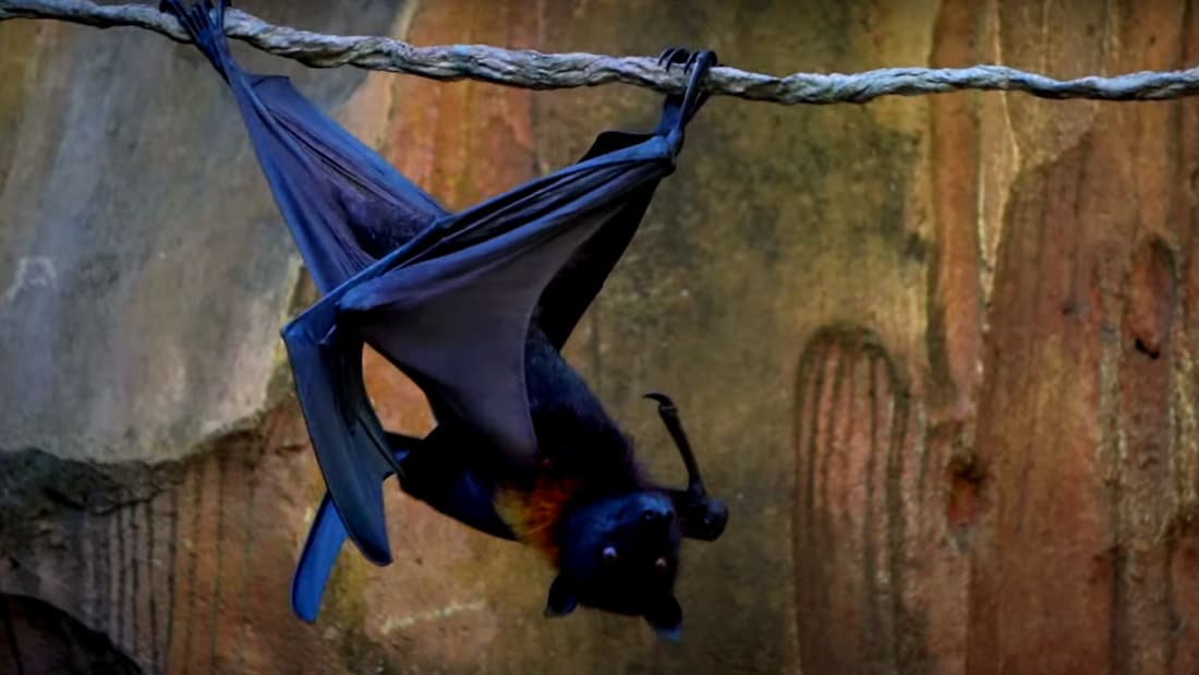 Chauve-souris géante : Le renard volant de Malaisie, à voir au parc à thème Disney’s Animal Kingdom