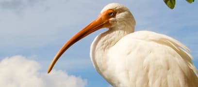 Des oiseaux mystérieux dans les haut-parleurs d’EPCOT