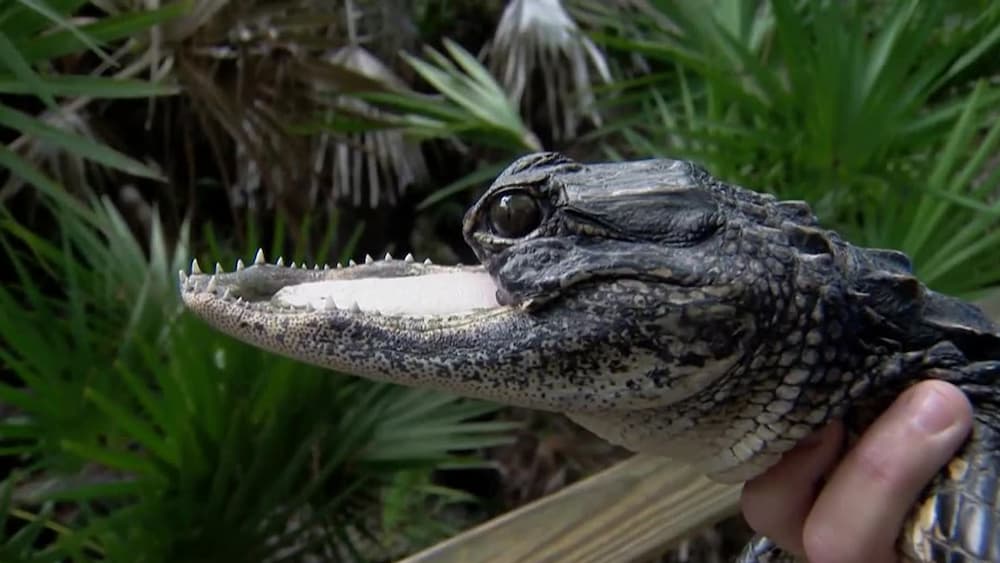 L’alligator de Sanford manquant la mâchoire supérieure trouve une nouvelle maison à Gatorland