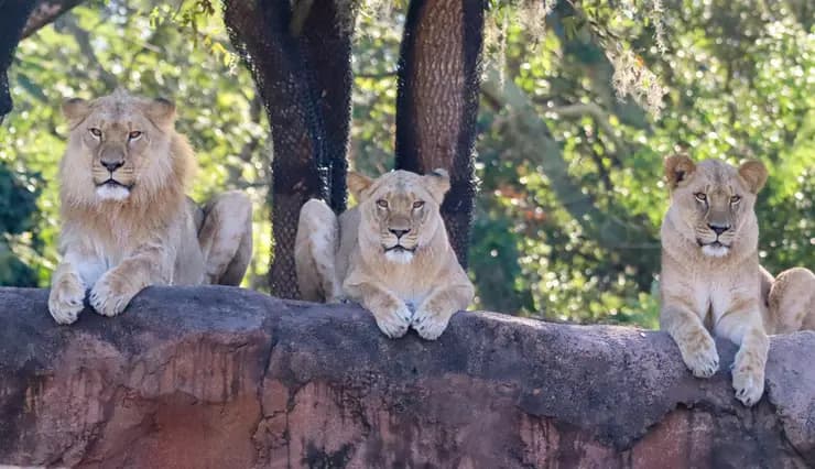 Vous pouvez désormais rencontrez Mshango, Zahara et Neema au Disney’s Animal Kingdom